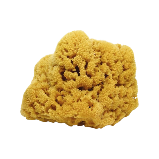 Key West Natural Sea Sponge