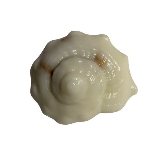 Conch Shell Soap